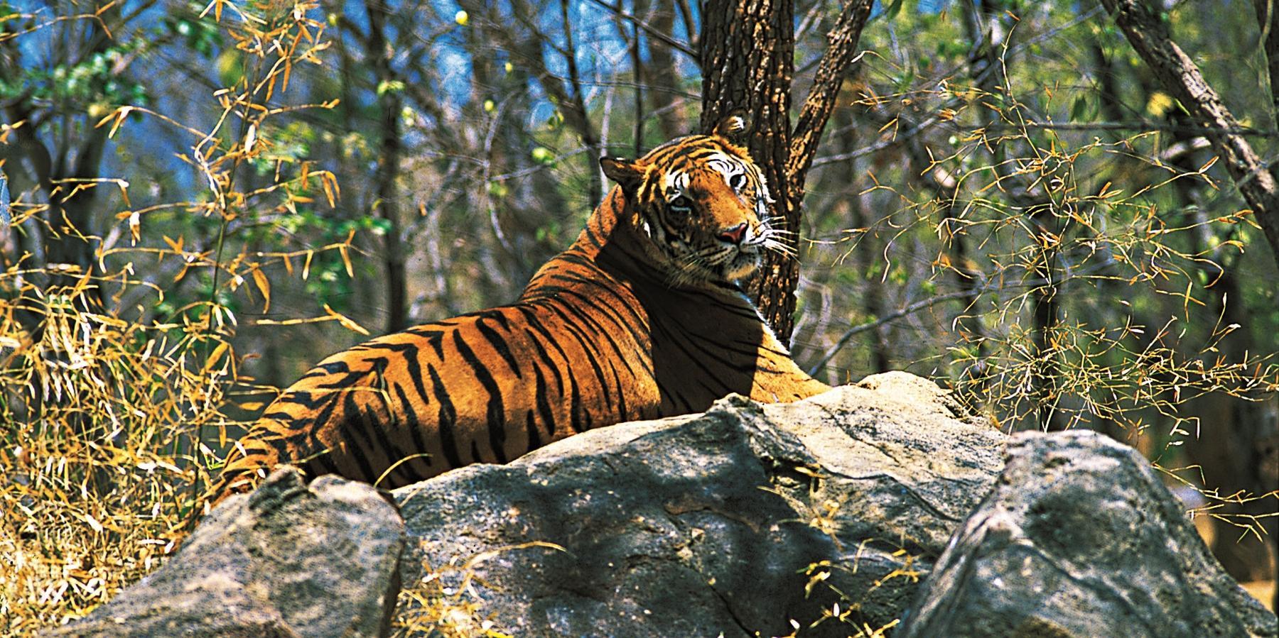 Trekking at Periyar Tiger Reserve