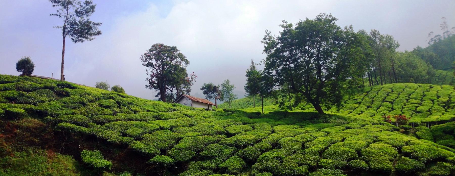 Tea Gardens - Munnar 