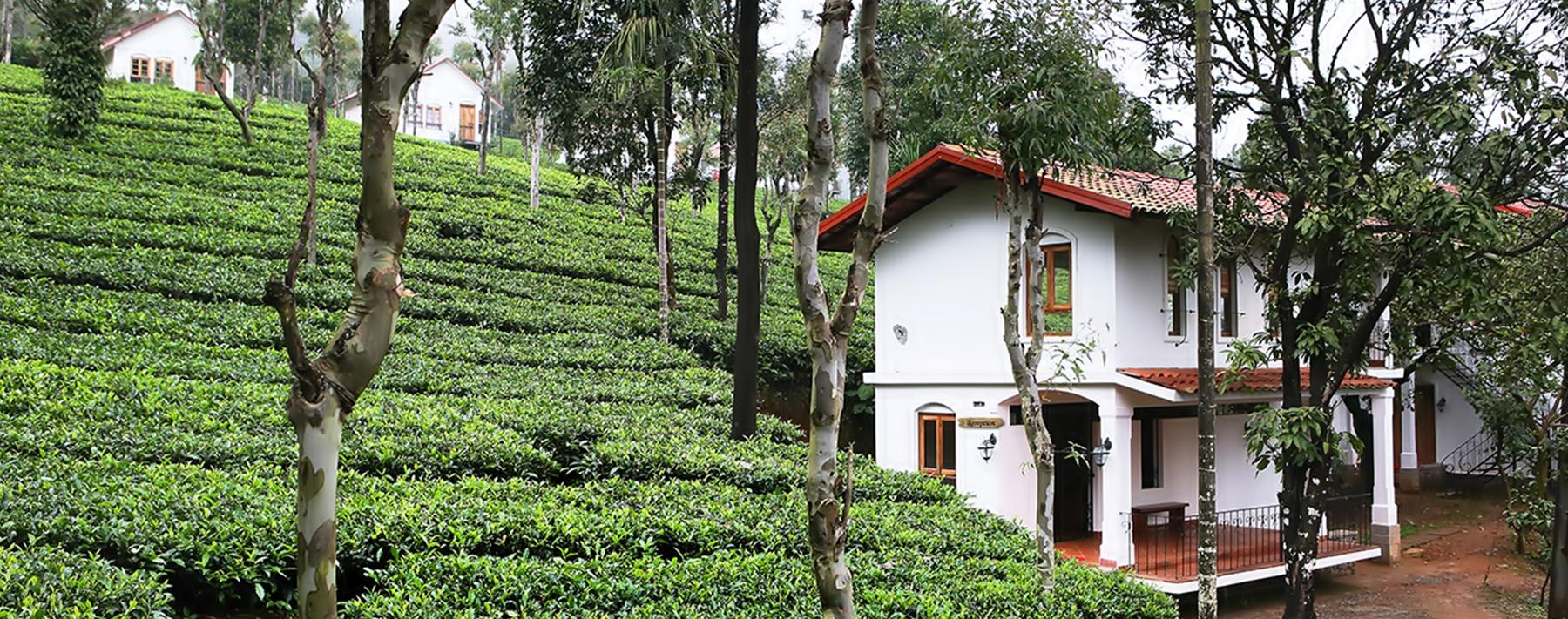 Tea Terrace