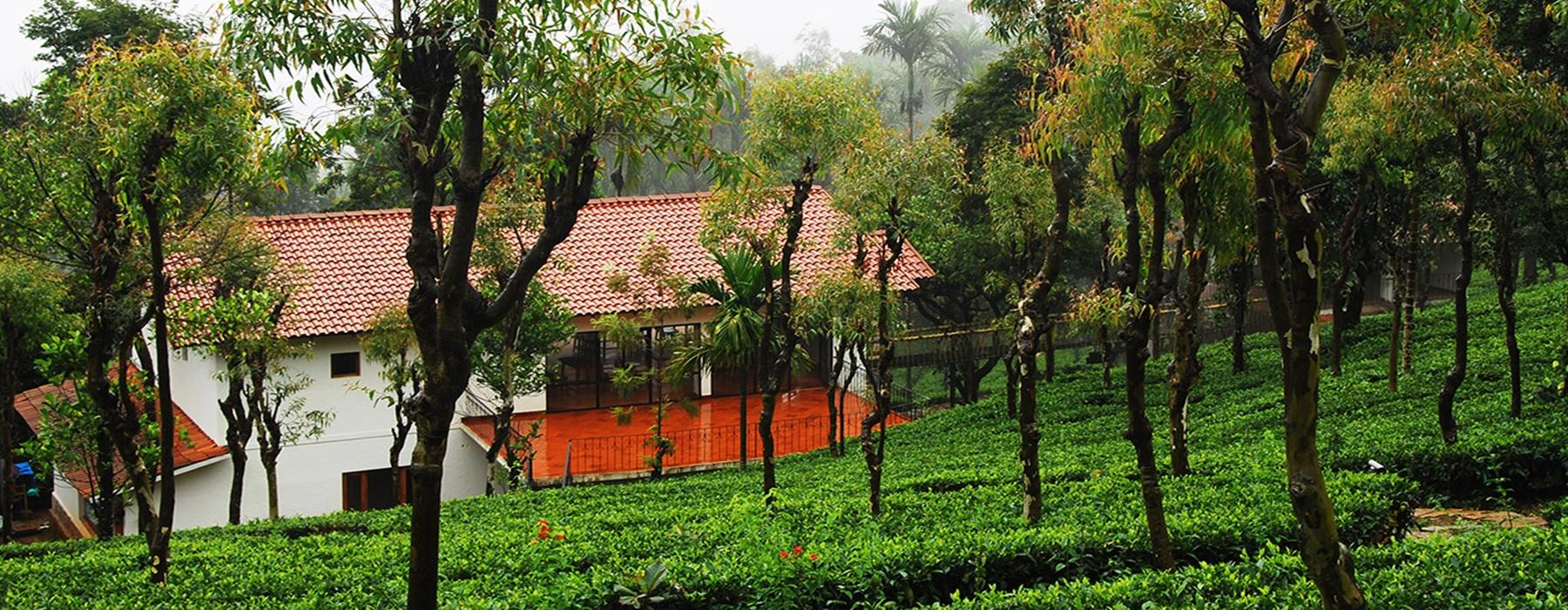 Tea Terrace