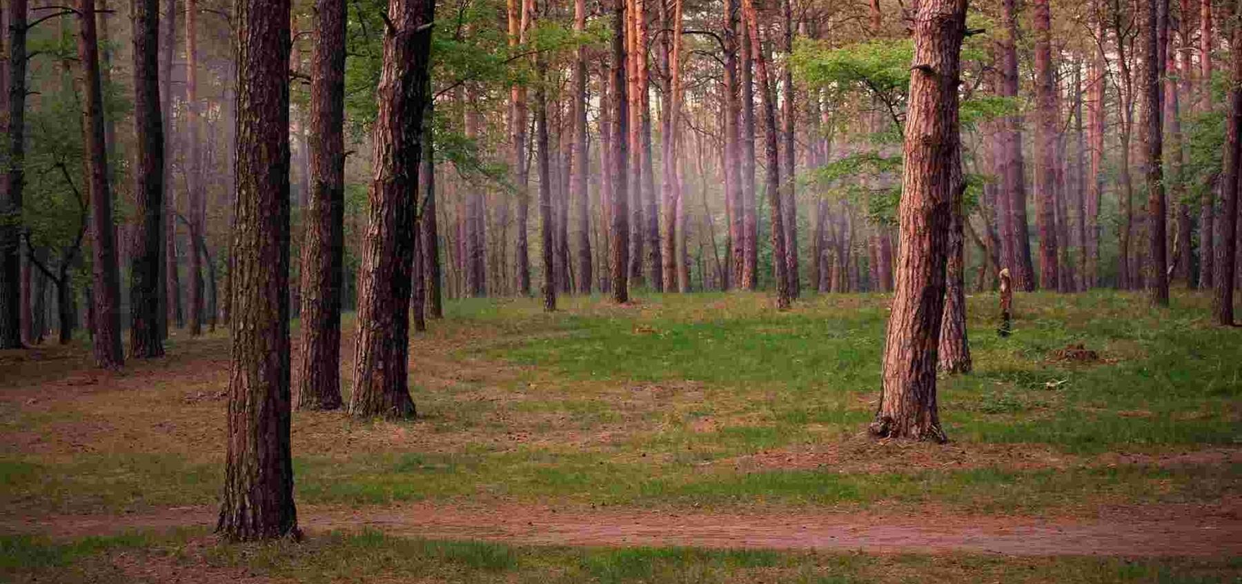 Pine Forest Vagamon