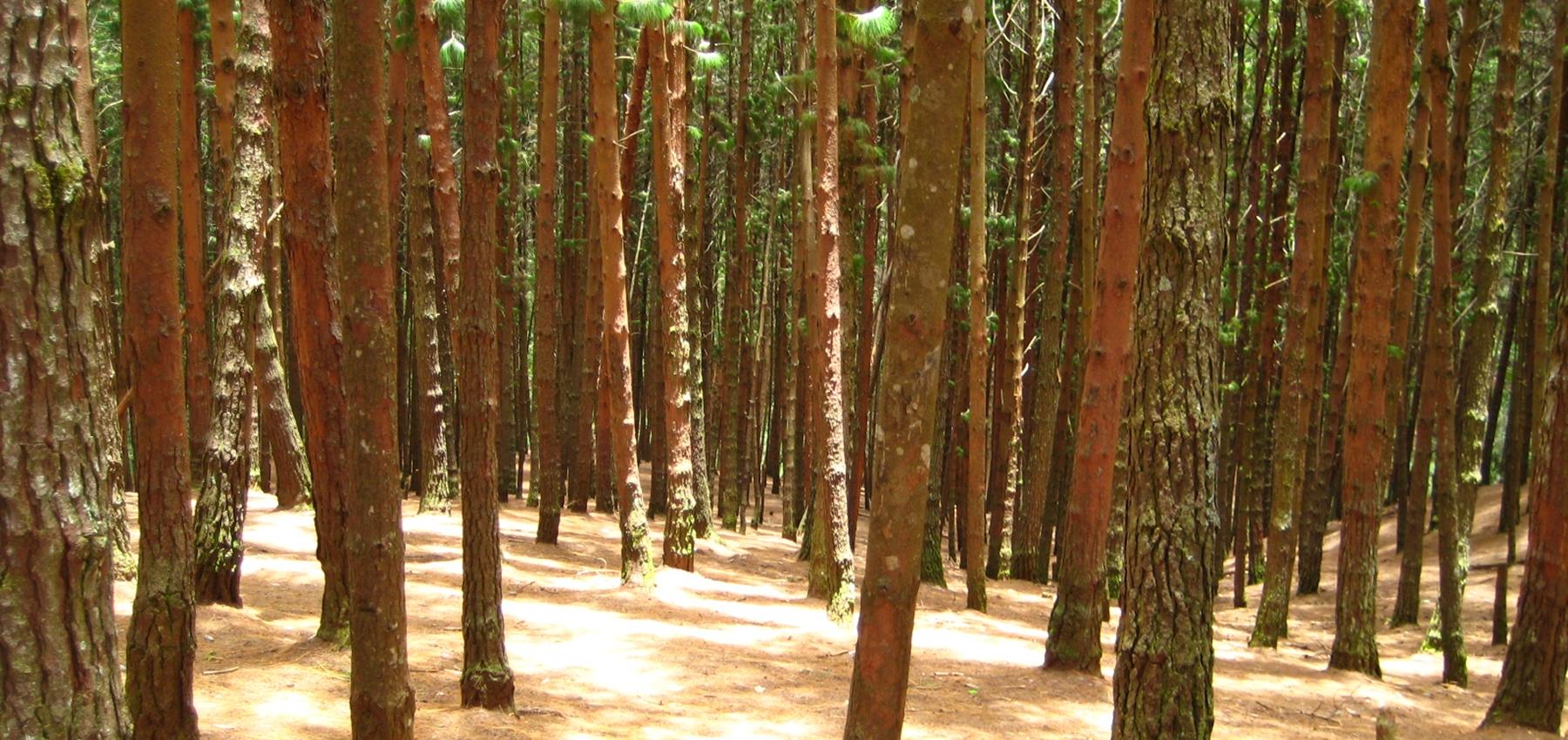 Pine Forest Kodaikanal