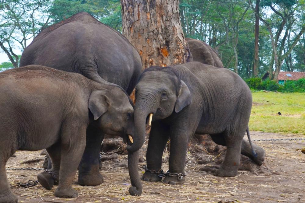 Dubare Elephant Camp, Coorg - Experience Kerala