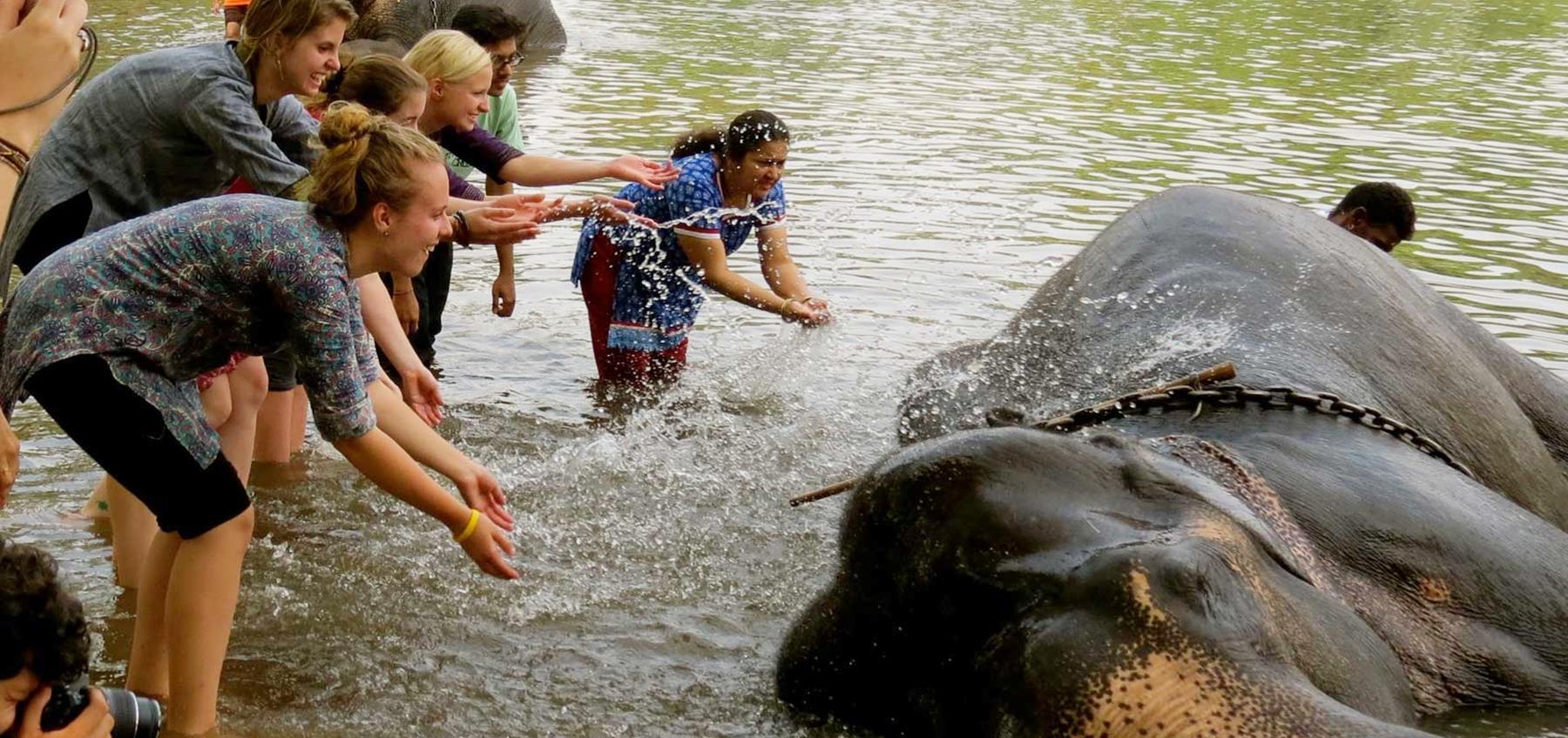 Elephant Rides in Kerala