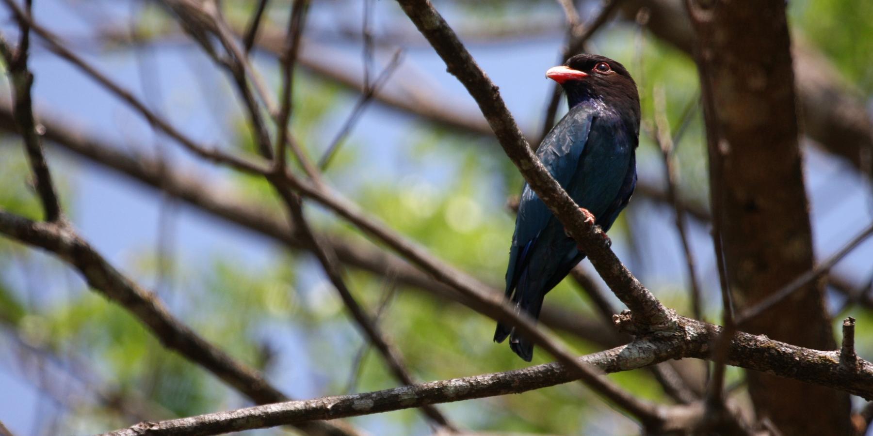 Bird watching in Kerala