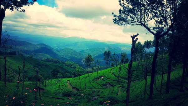 Munnar in Januray