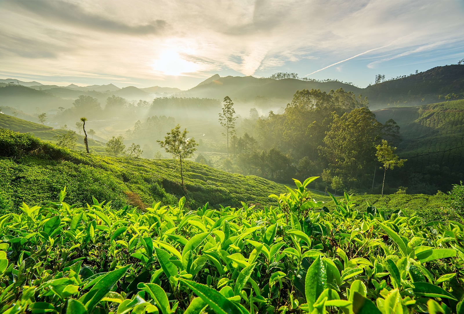 tea planantion munnar