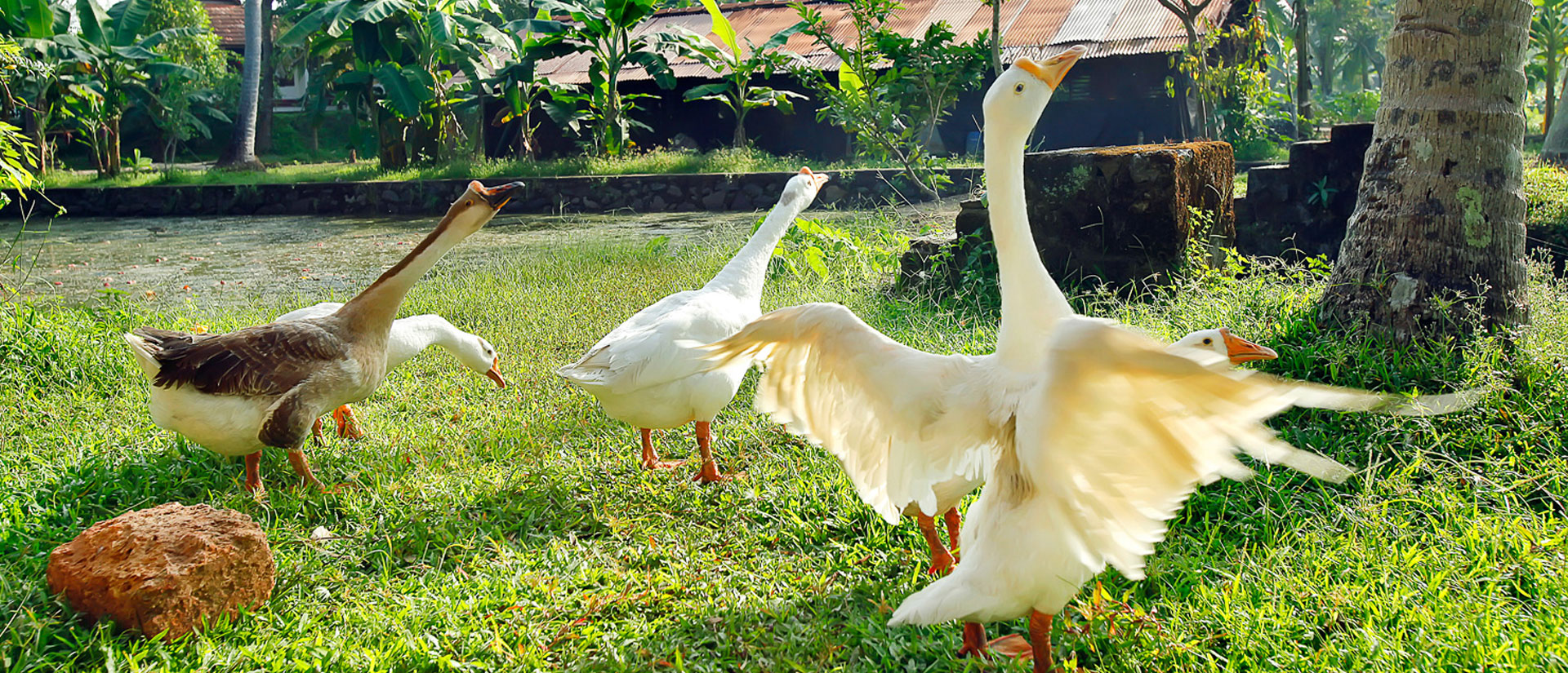 swan in farm