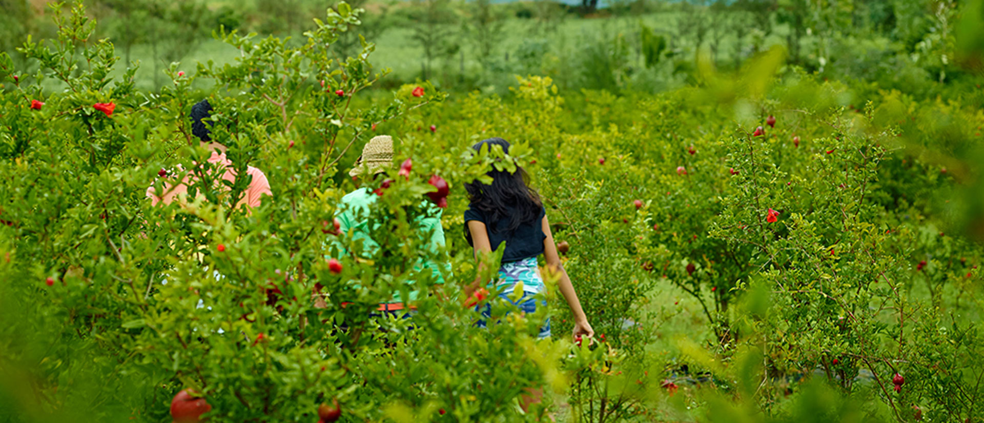 Walking in Farm 