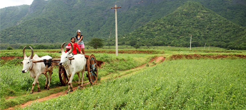 bullock-cart- in-farm