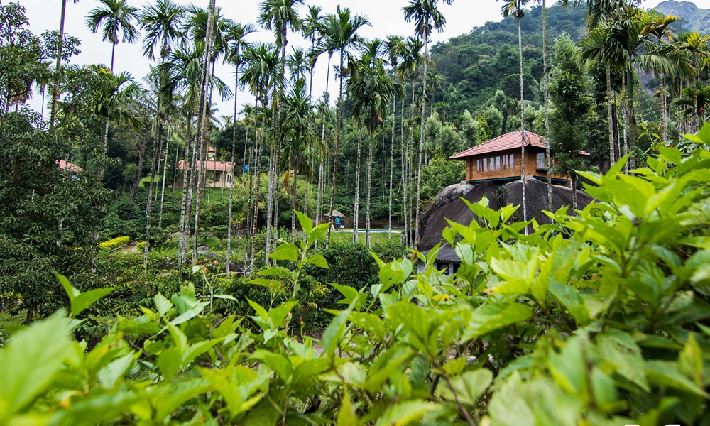 A plantation stay surrounded by tea gardens