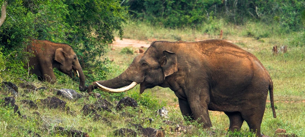 An elephant playing with its baby in a wildlife sanctuary