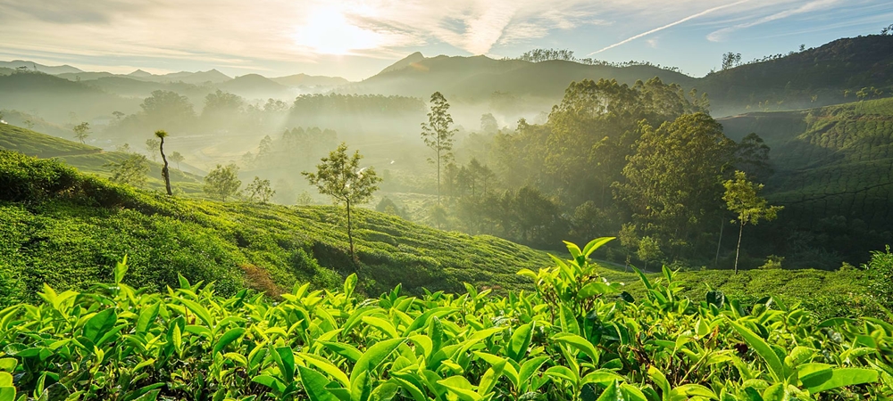 The tea gardens in misty Munnar