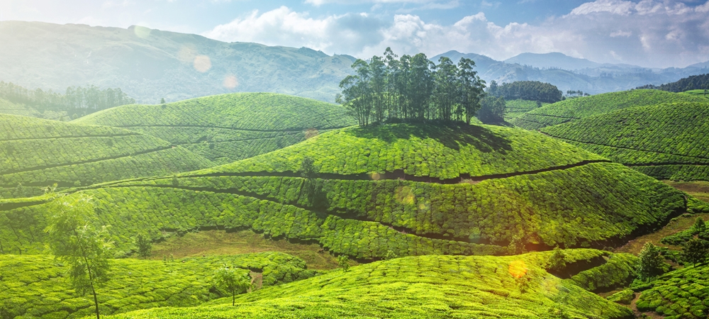 The shimmering tea garden of Munnar on a bright sunny day