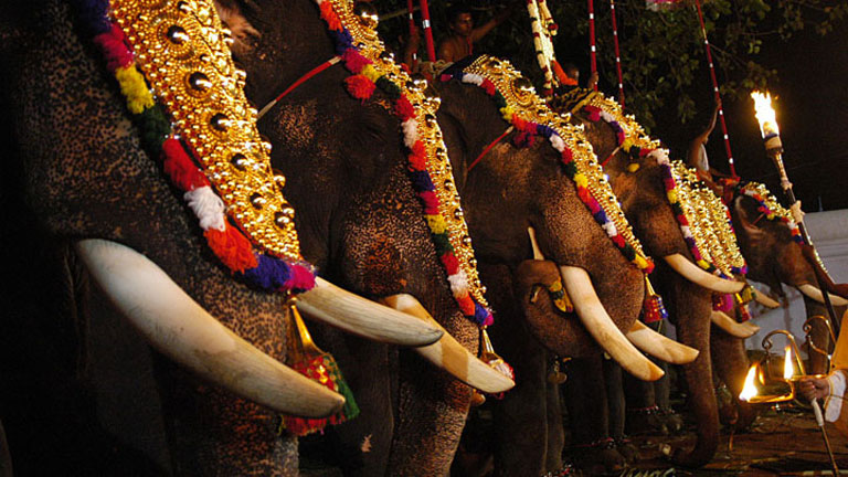 Elephants in Temple