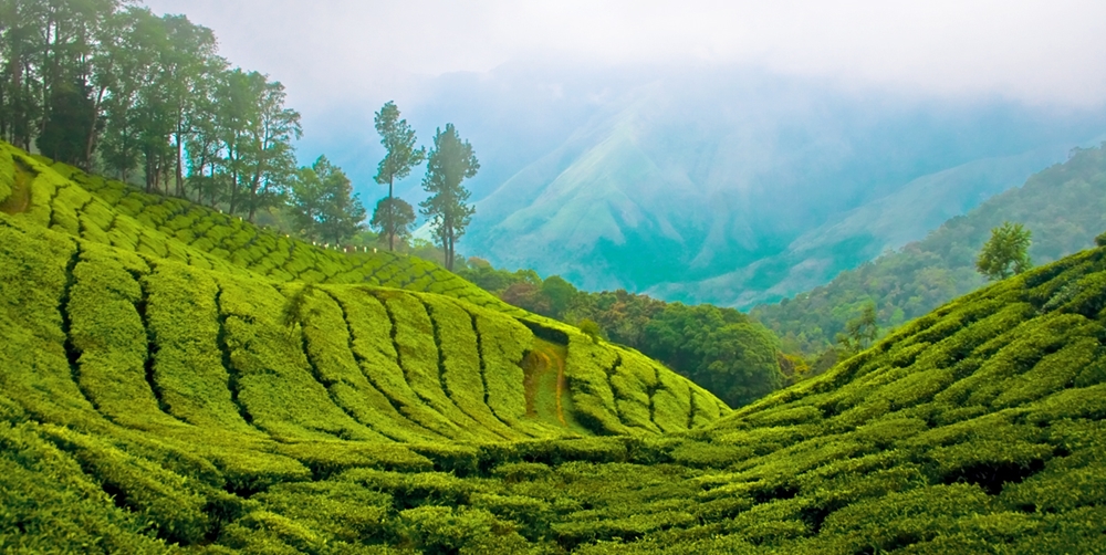 The lush tea gardens of the misty hill station of Munnar