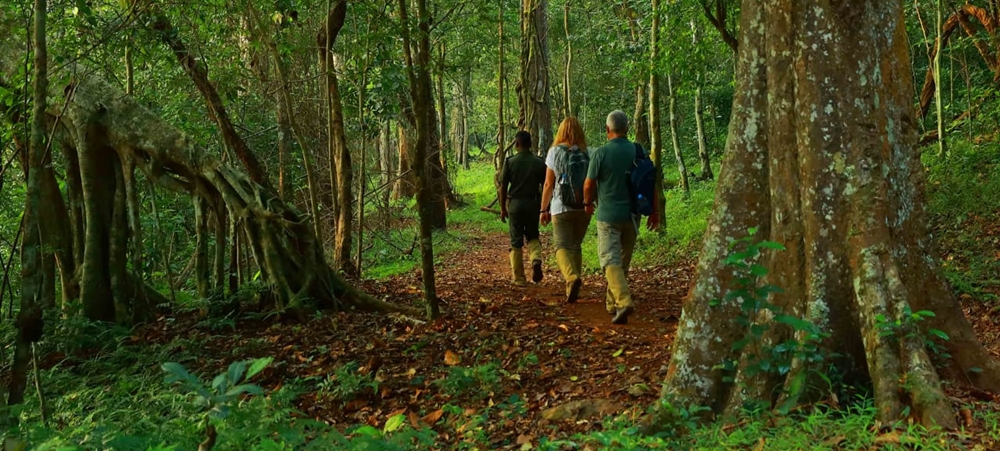 Travelers walking through a forest in kerala