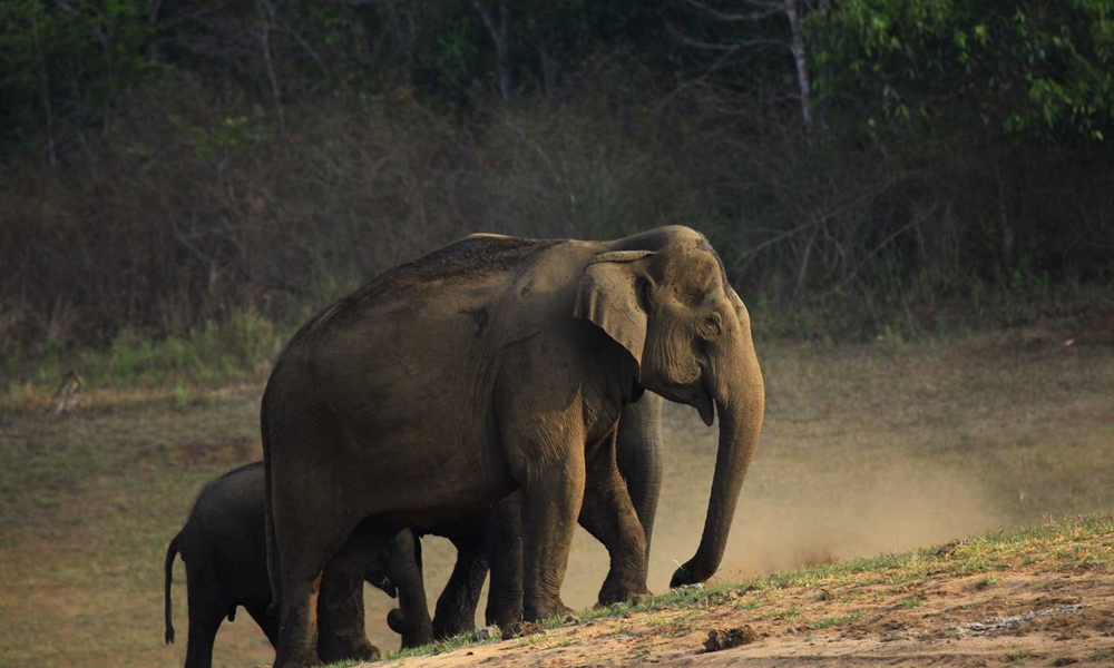 An elephant with its calf in Thekkady