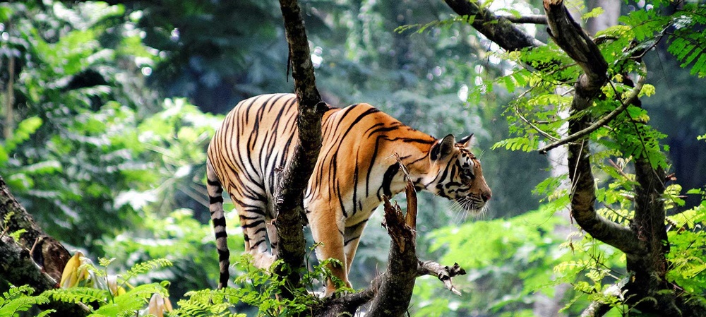 Tiger in Thekkady
