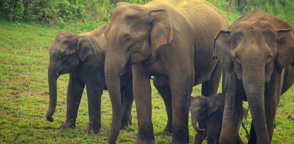 Elephants in Kerala