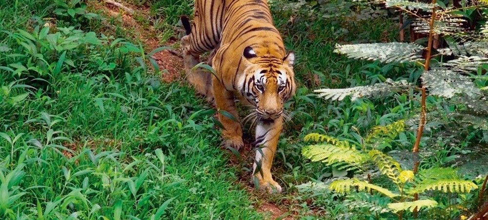 Tiger spotted during the trail