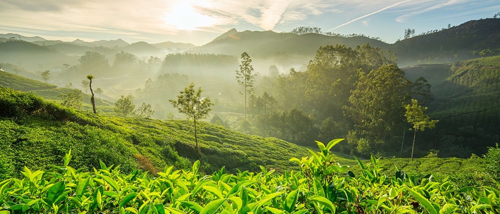 Munnar Tea Gardens