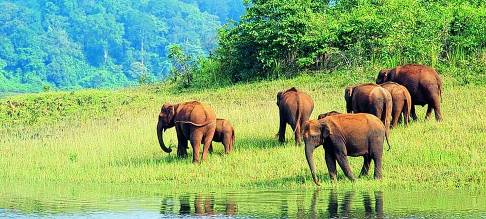 A herd of elephants near the lake in Periyar