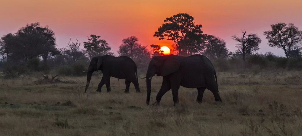 Elephant spotting during the sunset