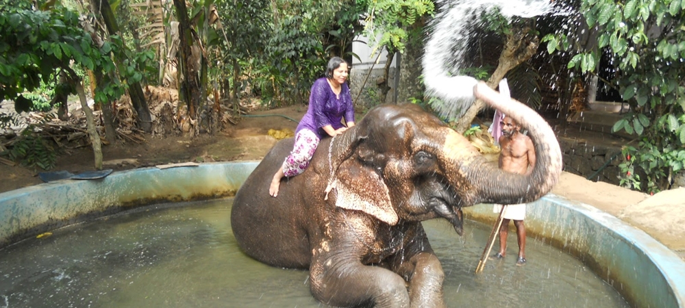 Elephant giving bath to a tourist at a camp
