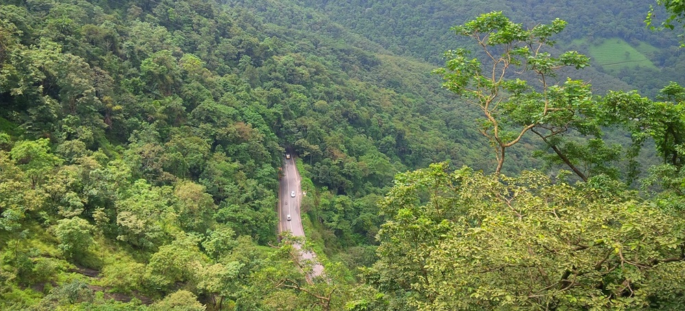 Dense greenery in Wayanad