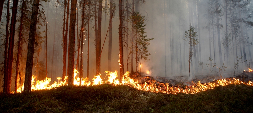 Trees burning in a forest