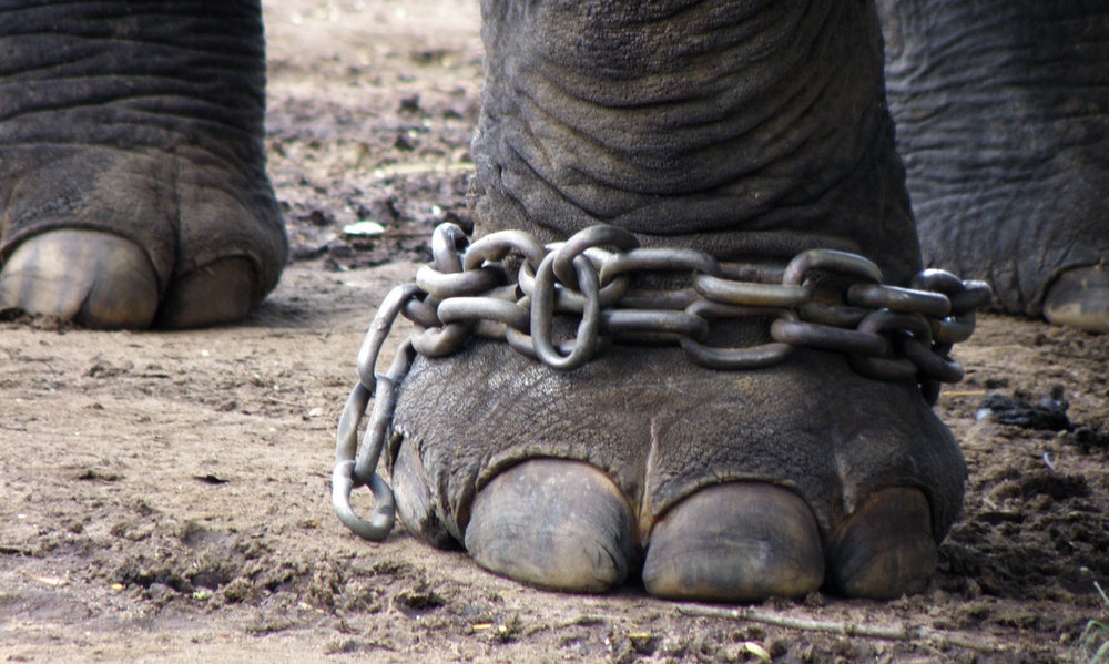 The leg of an elephant chained