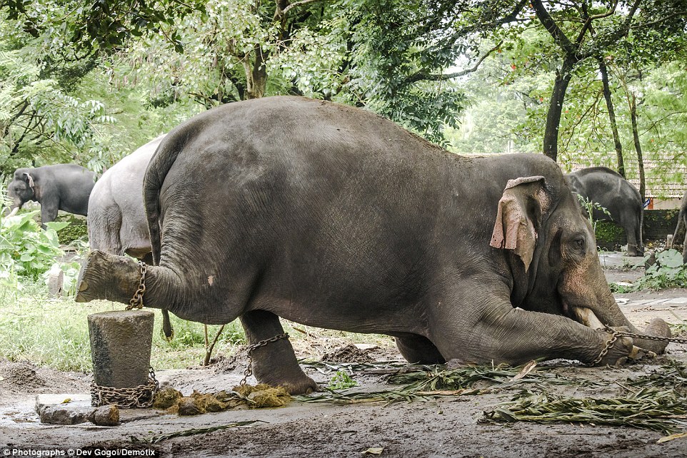 Elephant Torture Kerala