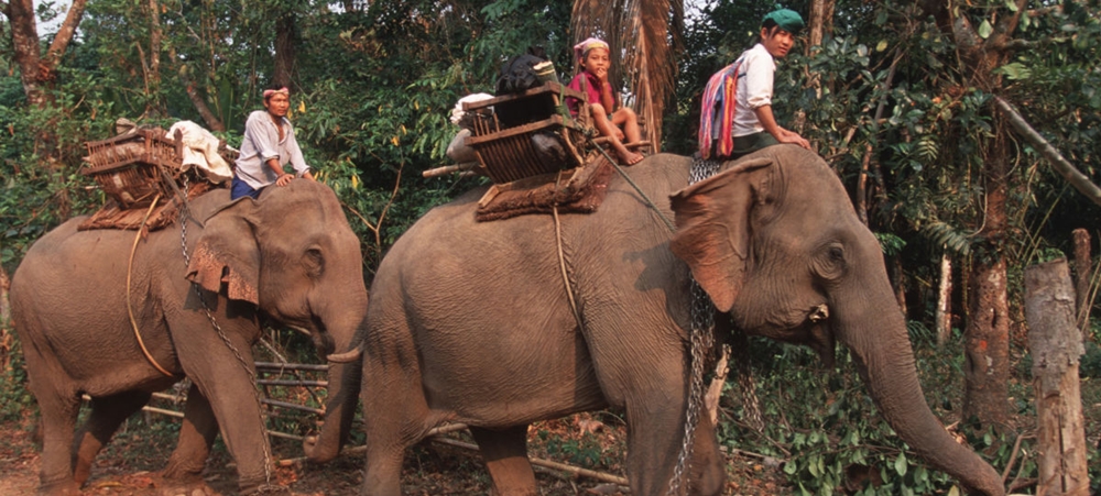 Elephant rides are cruelty towards animals