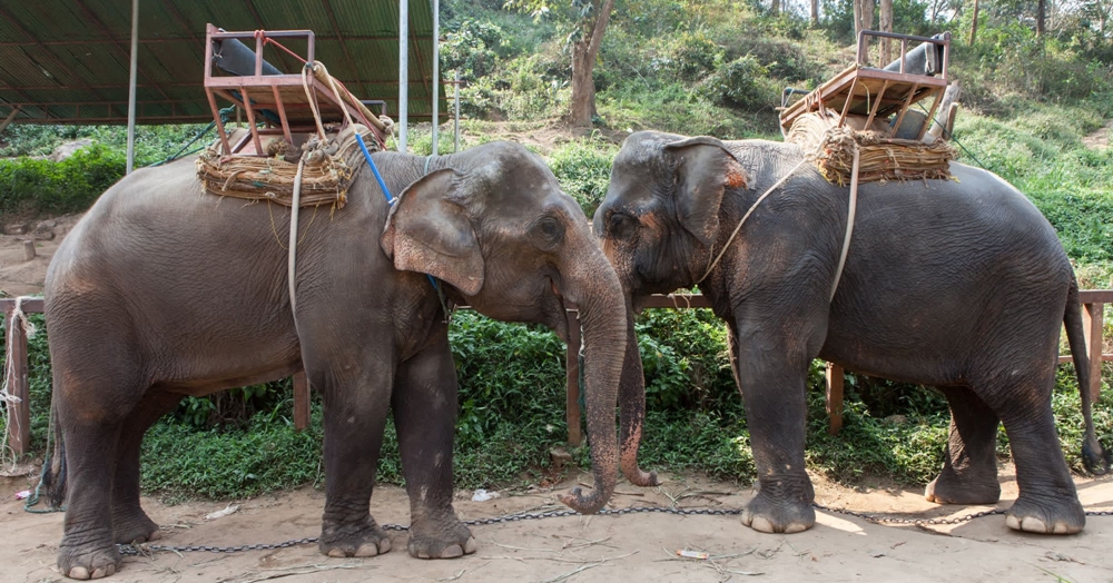 Animals cruelly trained for elephant rides