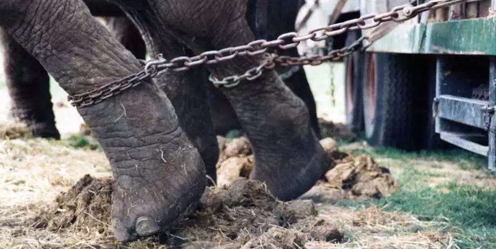 Elephant trying to break free from the chain