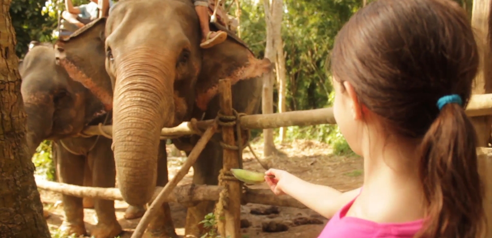 A small girl feeding an elephant