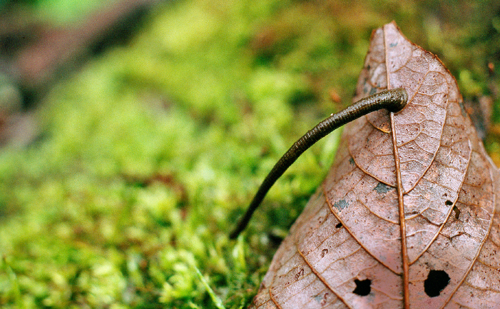 leech during trekking