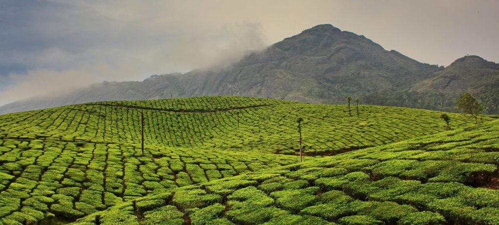 Munnar tea gardens in monsoon