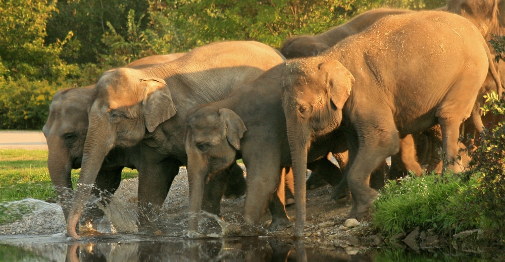 Elephants sipping water at the sanctuary