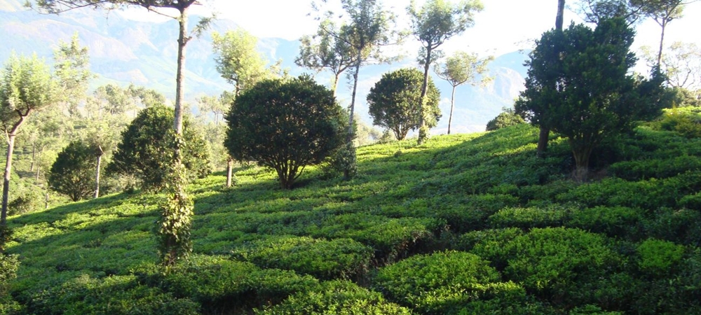 The lush tea gardens