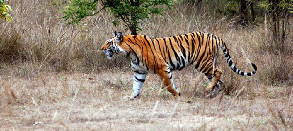 A tiger strolling in Aralam Wildlife Sanctuary