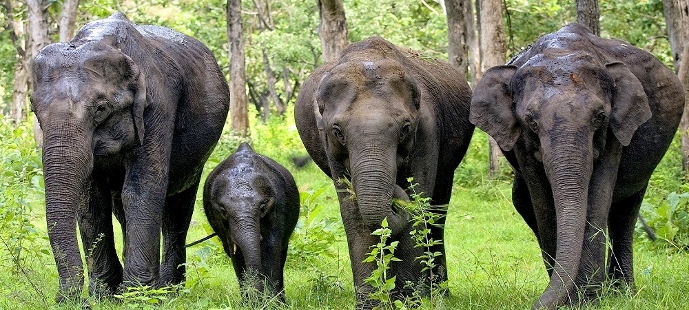 Three elephants and a calf walking on grass