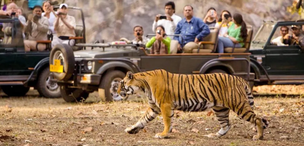 A group of travelers on a jeep safari spot a tiger