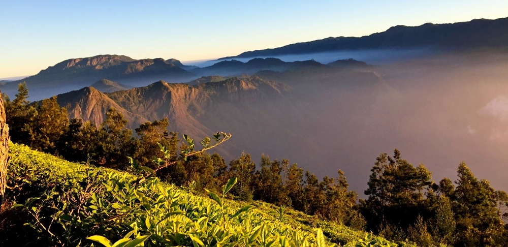 Kolukkumalai tea estates