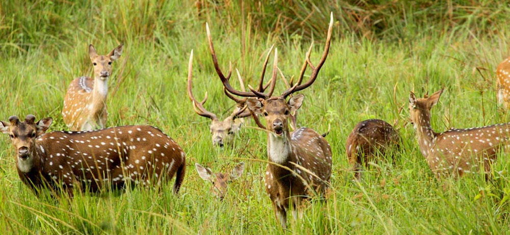A herd of deer at the sanctuary