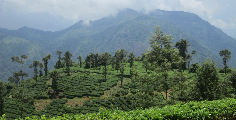 A majestic view of tea gardens, mountains and trees