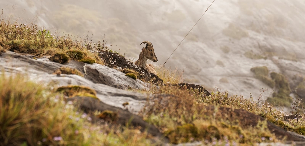 The rare Nilgiri Tahr resting on a slope in the park