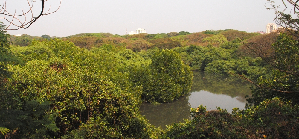 Mangalavanam Bird Sanctuary