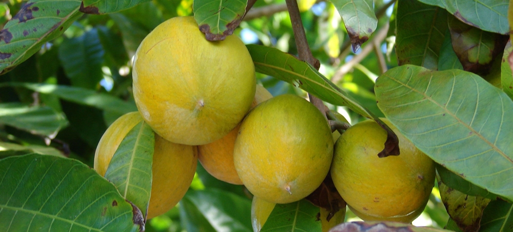 Egg Fruit